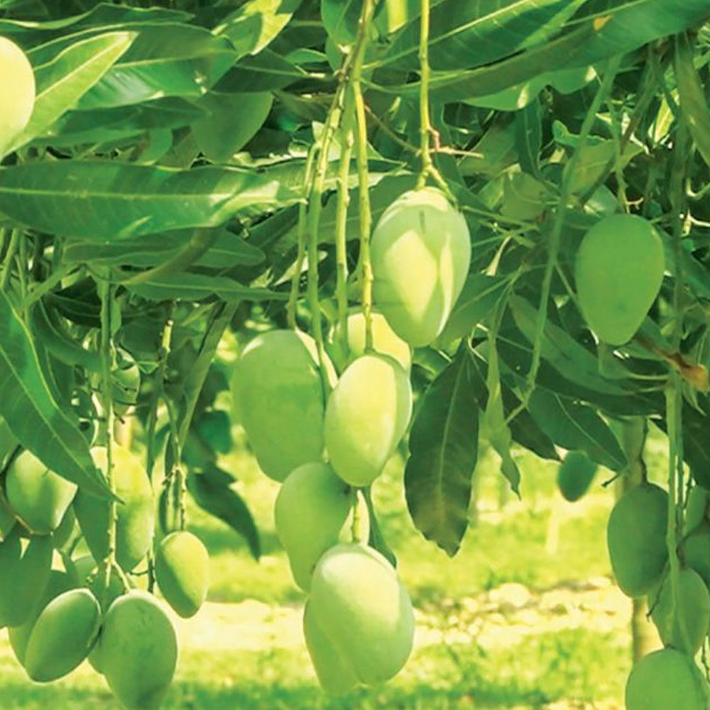 Amrapali (আম্রপালী) 20 KG
