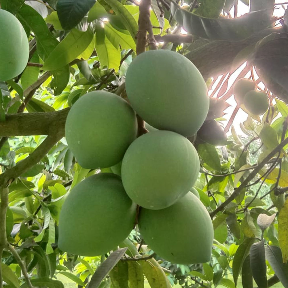 Haribhanga ( হাড়িভাঙ্গা ) 10KG