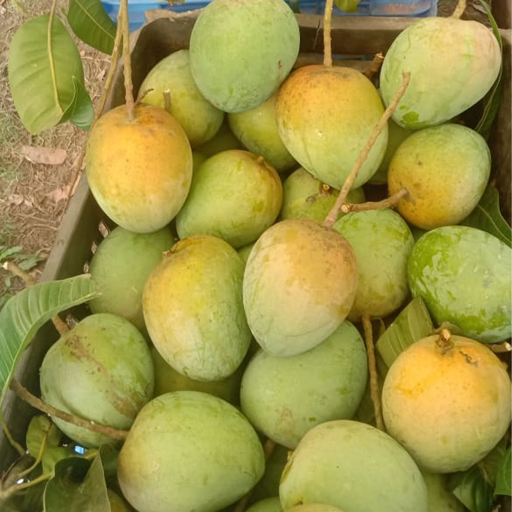 Haribhanga ( হাড়িভাঙ্গা ) 20KG