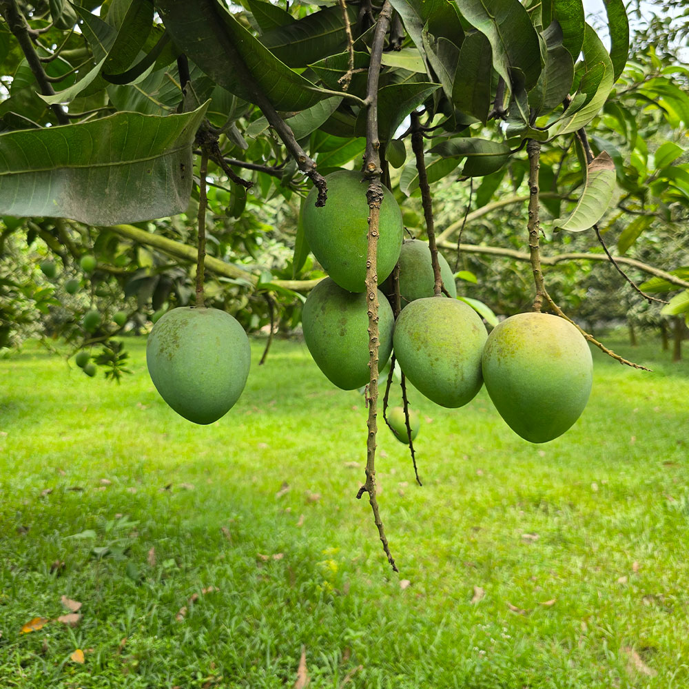 Haribhanga ( হাড়িভাঙ্গা ) 40KG