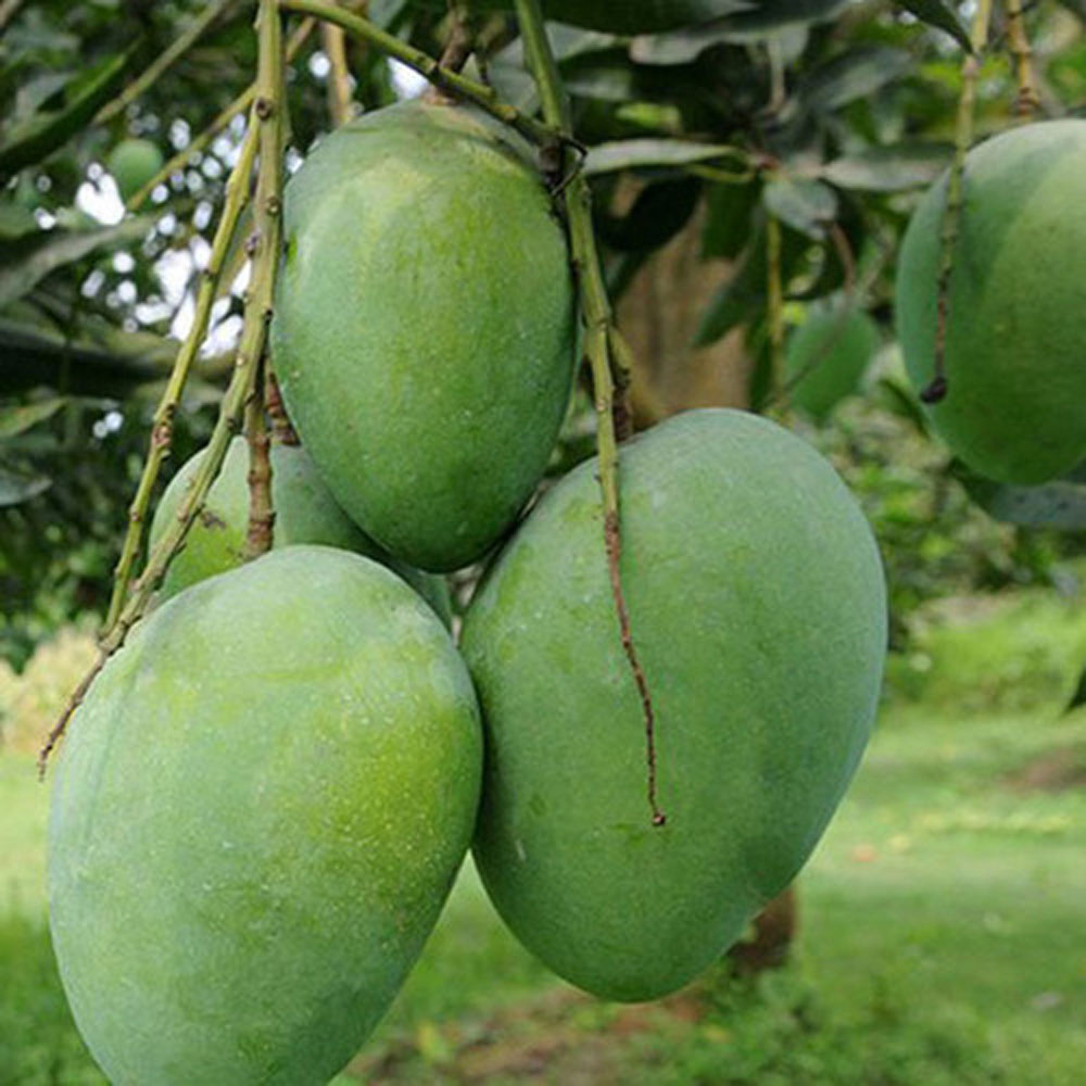 Himsagar (হিমসাগর) আম